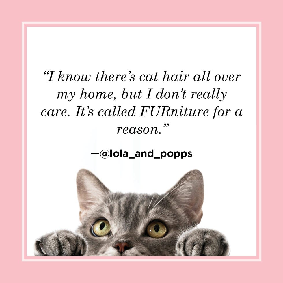 60 Best Cat Quotes and Funny Sayings for Cat Lovers