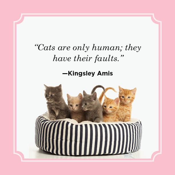 25 Best Cat Quotes 2023 - Funny Cat Quotes