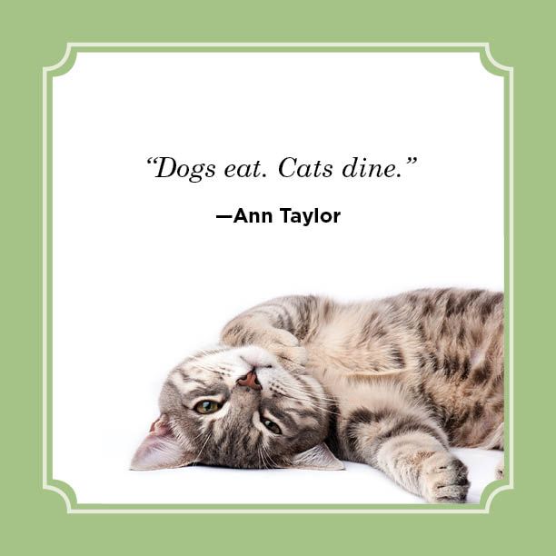 25 Best Cat Quotes 2024 - Funny Cat Quotes