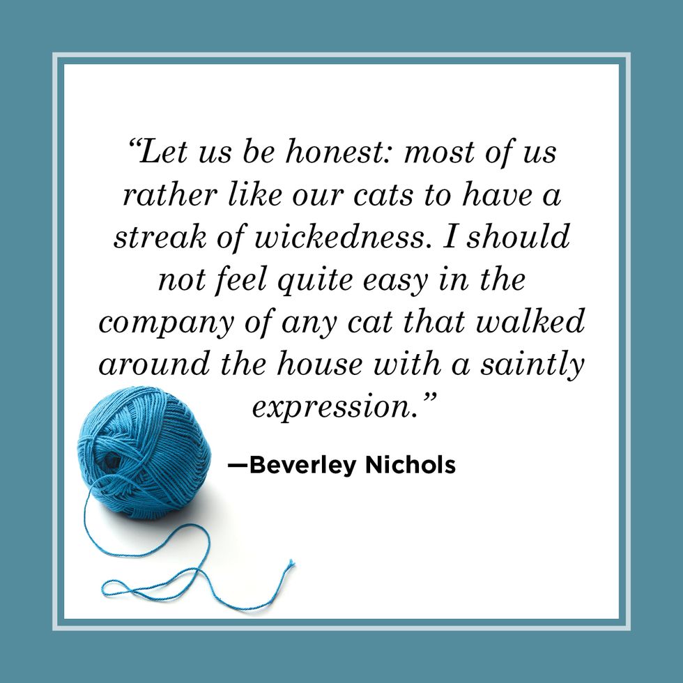 cat quote by beverley nichols