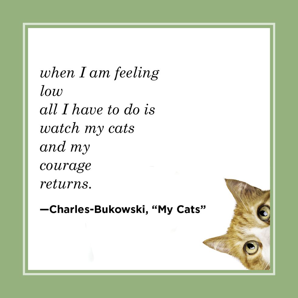 cat quote from charles bukowski poem