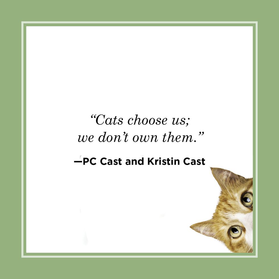 cats choose us cat quote