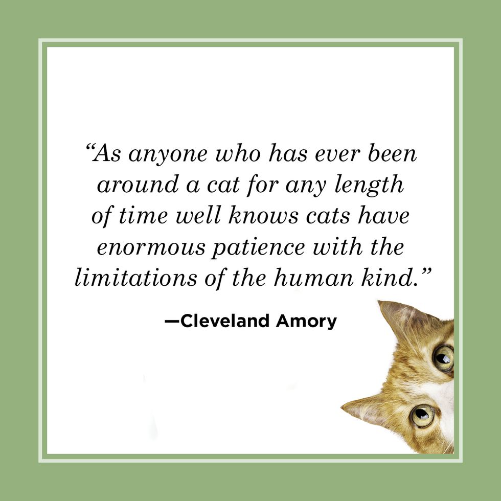 cat quote by cleveland amory