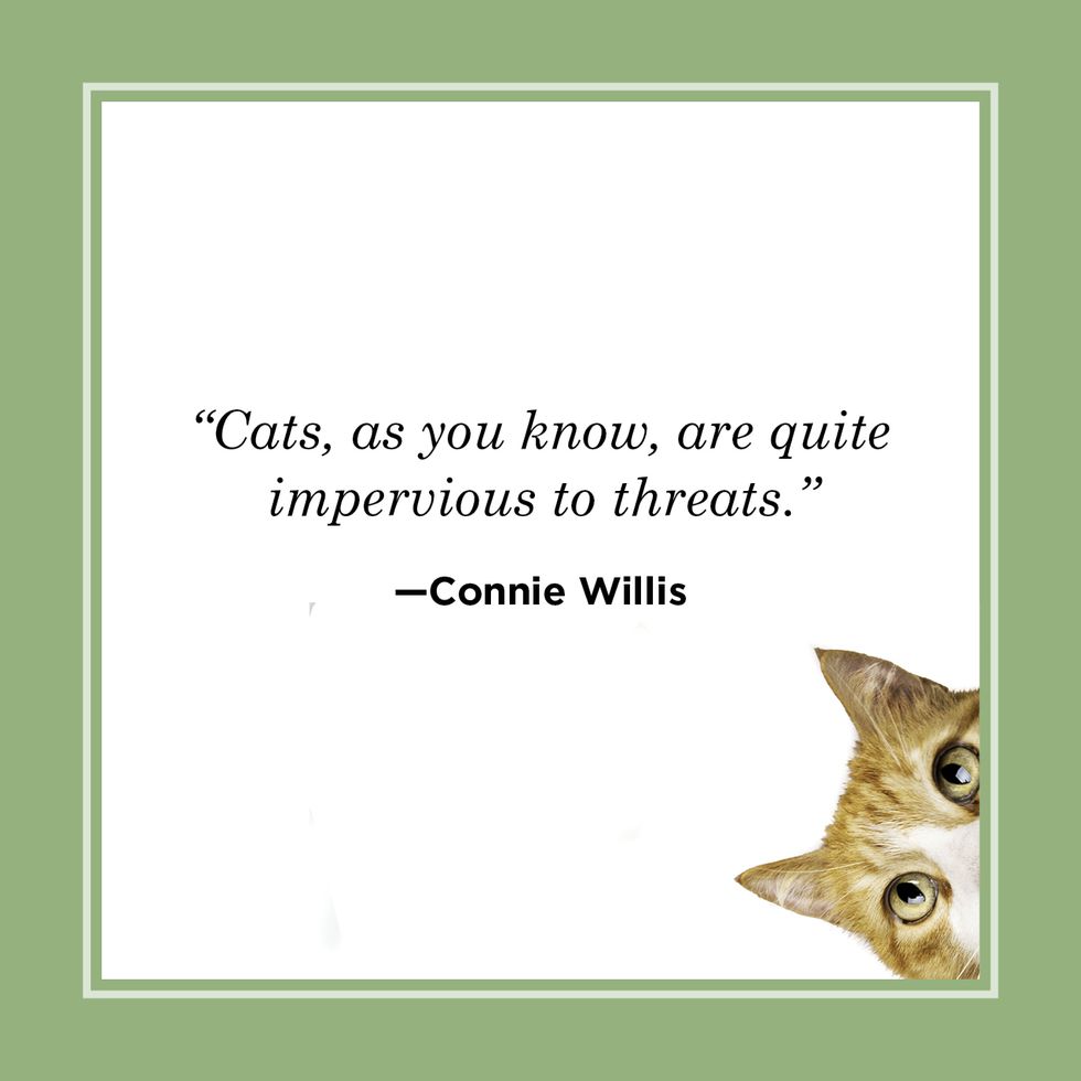cat quote by connie willis