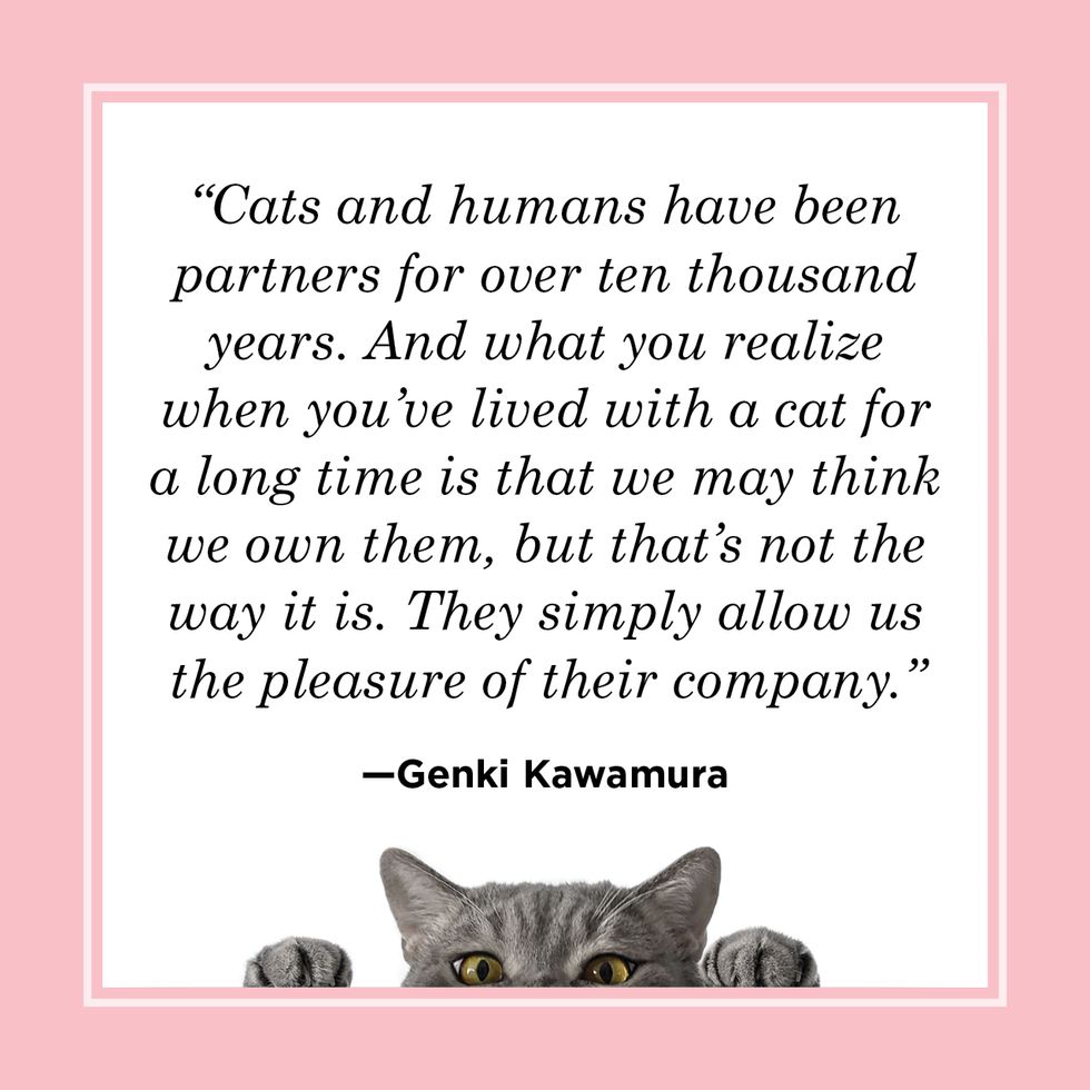 cat quote by genki kawamura
