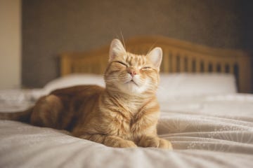 ginger cat lying on a bed, looking happy that illustrates james herriot quote, cats are connoisseurs of comfort