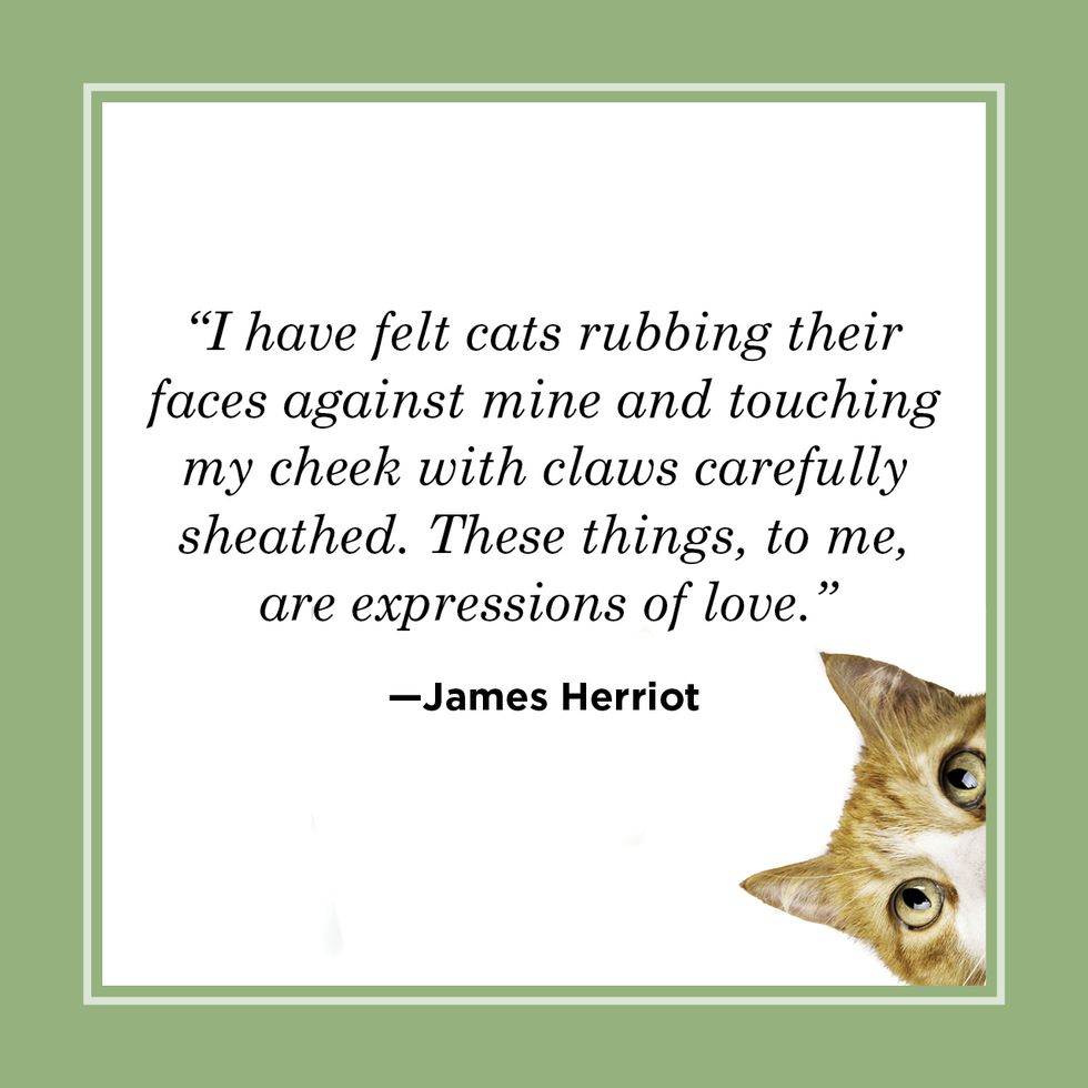 cat quote by james herriot