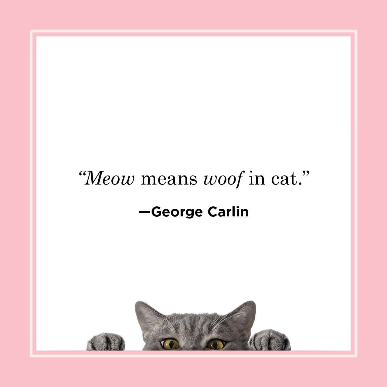 funny cats wallpaper words