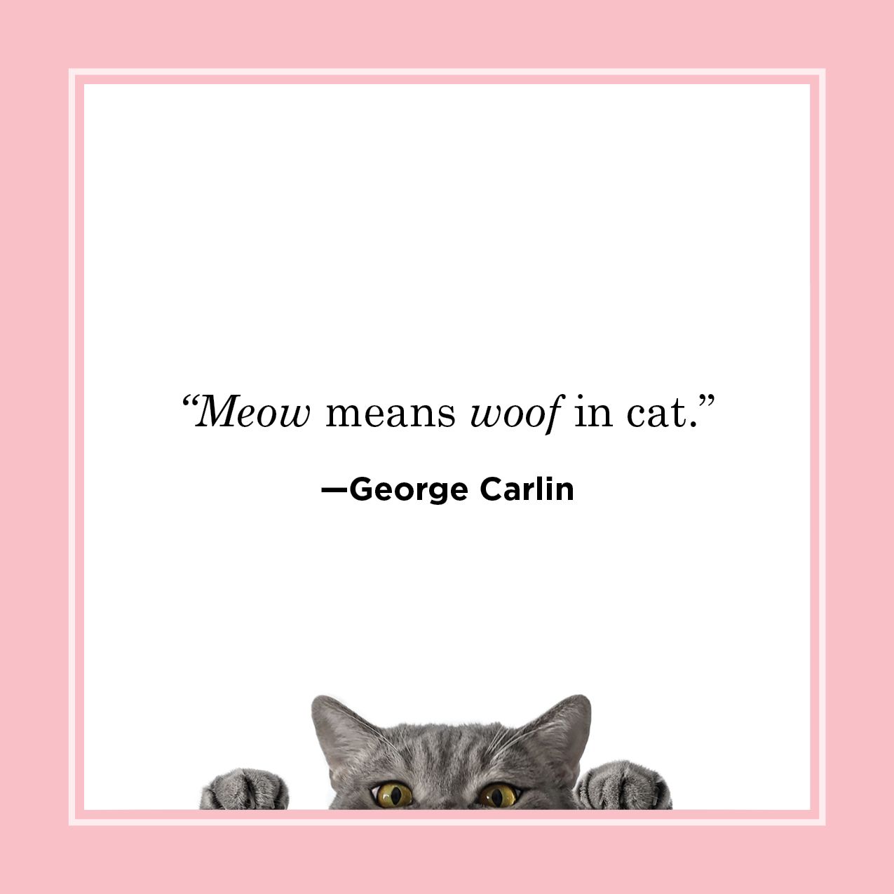 cat rescue quotes