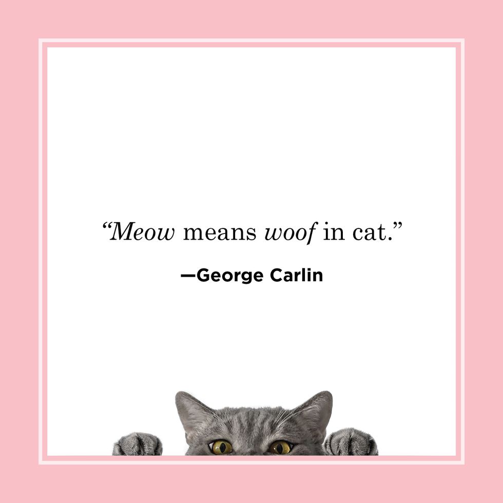 cat quote by george carlin