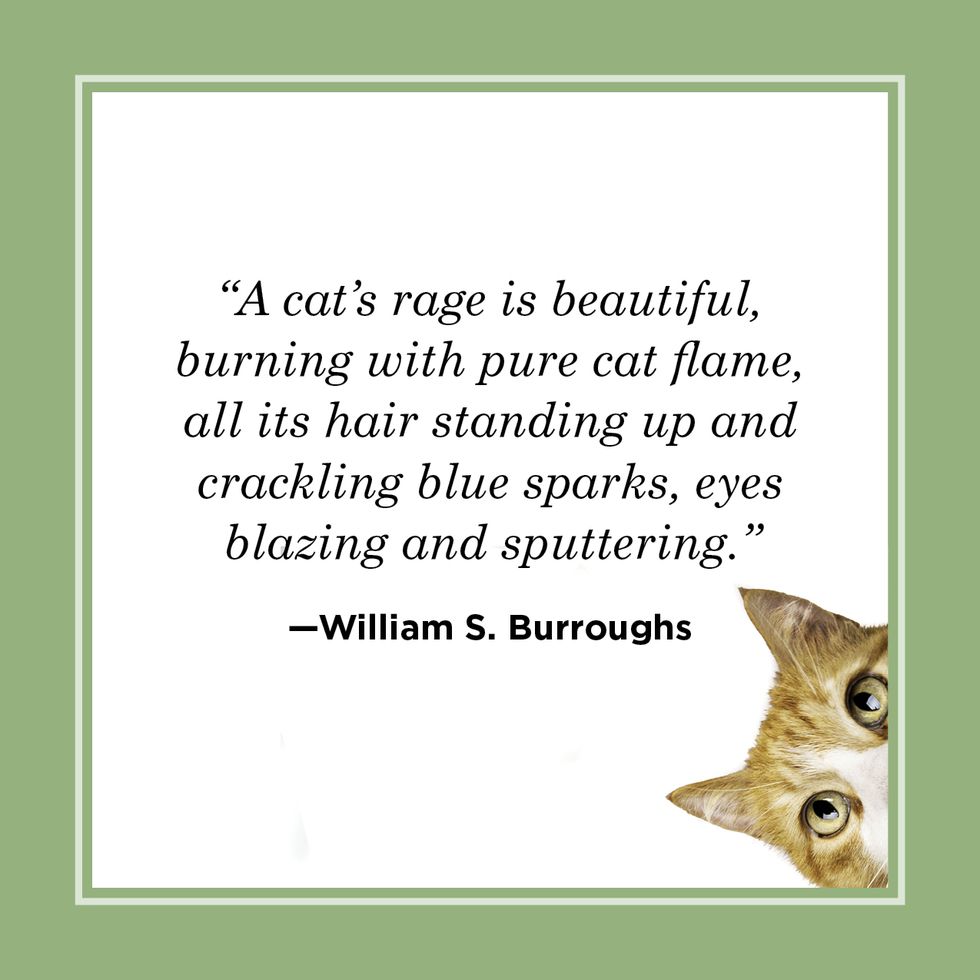 a cat's rage is beautiful quote card