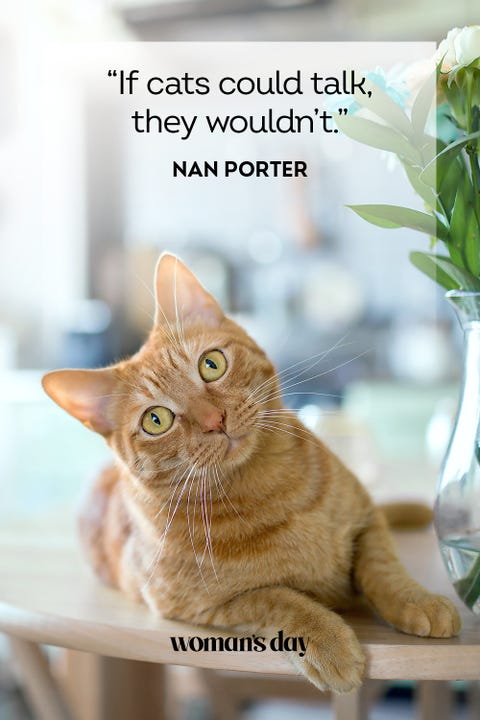 45 Best Cat Quotes - Cute Cat Sayings to Describe Your Kitten 45 Best Cat Quotes - Cute Cat Sayings to Describe Your Kitten