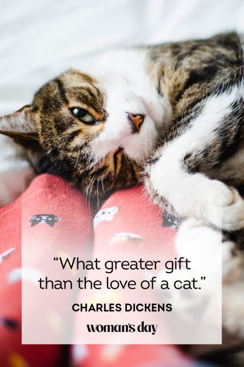 45 Best Cat Quotes - Cute Cat Sayings to Describe Your Kitten 45 Best Cat Quotes - Cute Cat Sayings to Describe Your Kitten
