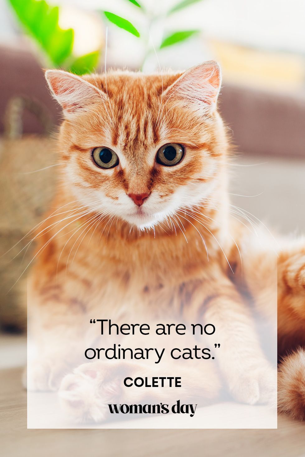 25 Best Cat Quotes That Perfectly Describe Your Kitten - Funny and