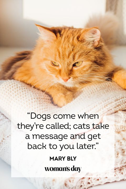 funny dogs and cats with captions