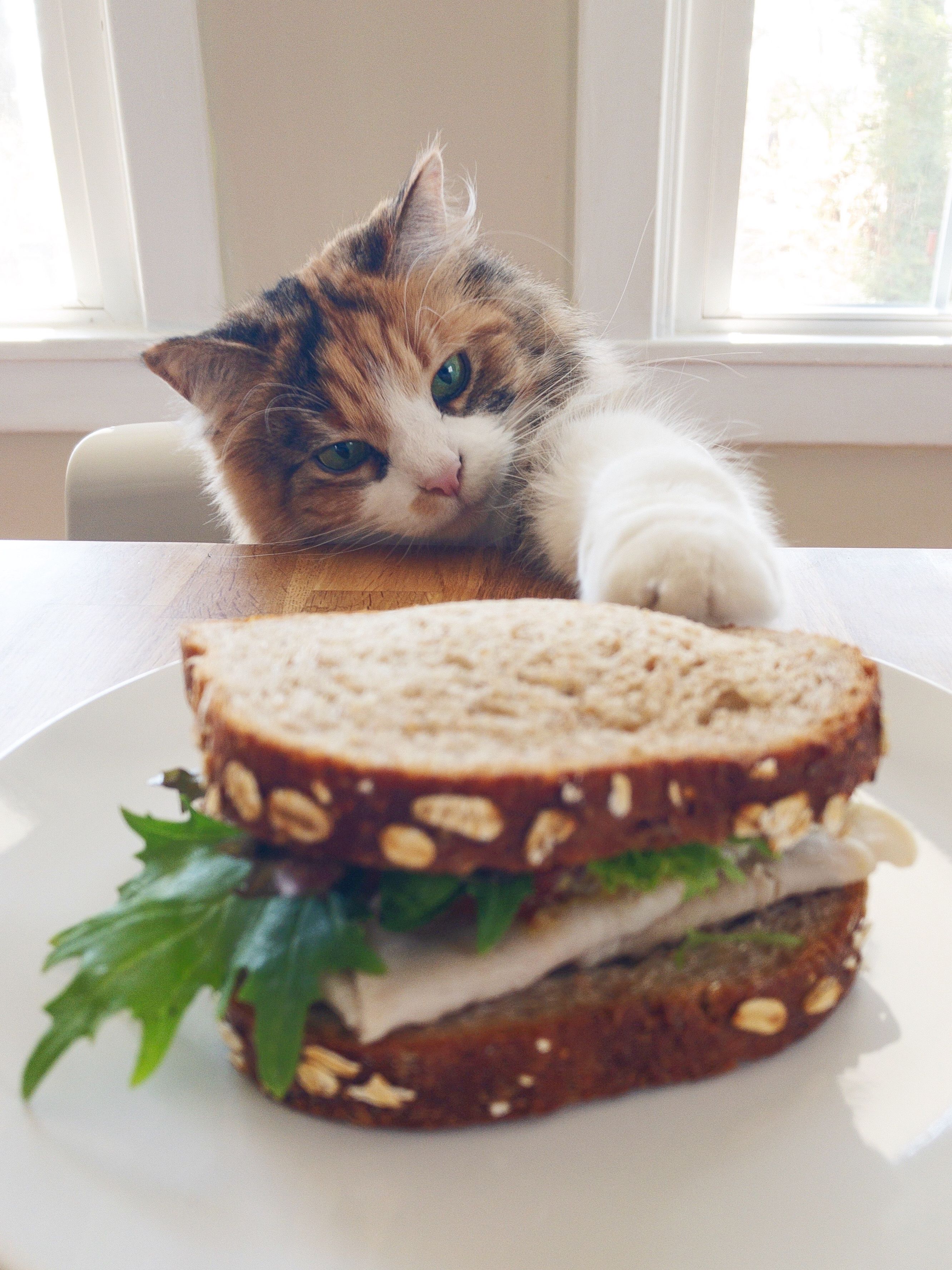 160 Best Food Names for Cats Who Are All About Eating