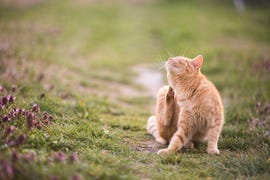 Cat relaxes in the garden