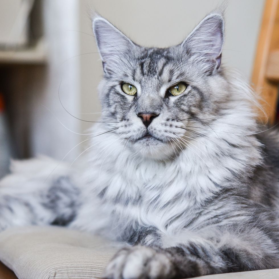 grey cat breeds maine coon