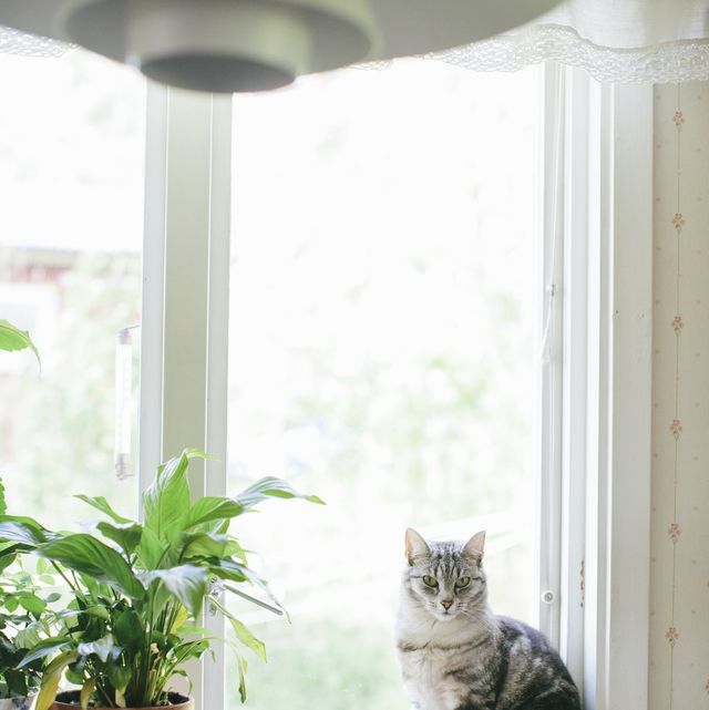 9 Best Cat Window Perches for Your Curious Feline in 2023