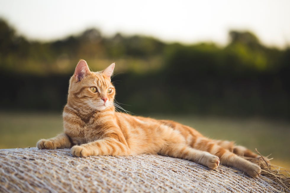 cat sitting outside in the garden