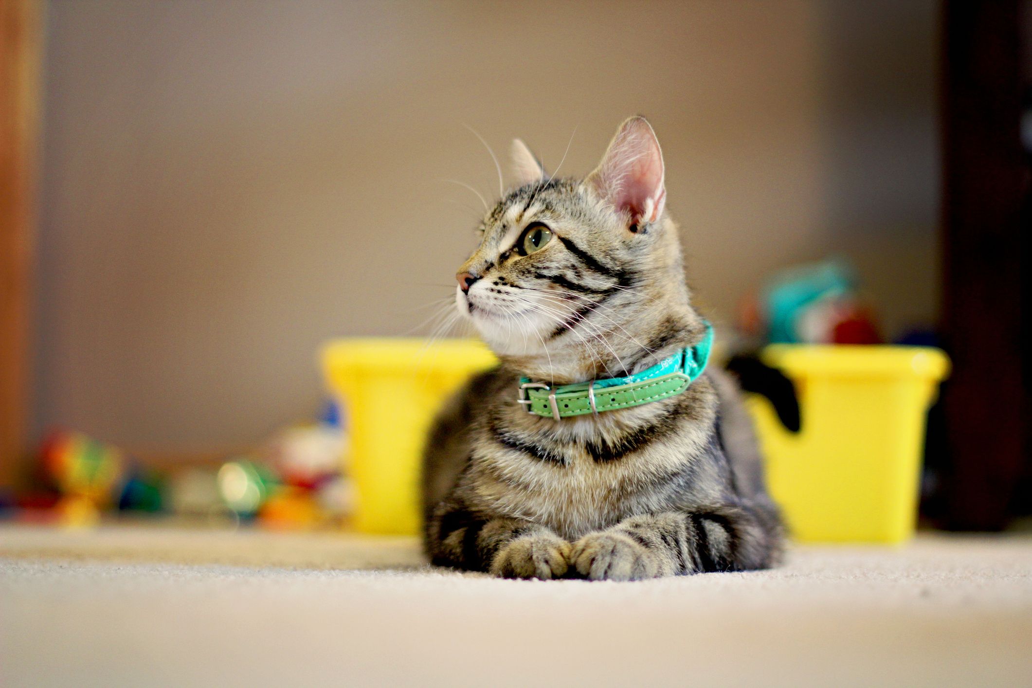 Luxury Leather Safety Cat Collars