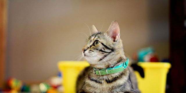 Celestial Cat Collars
