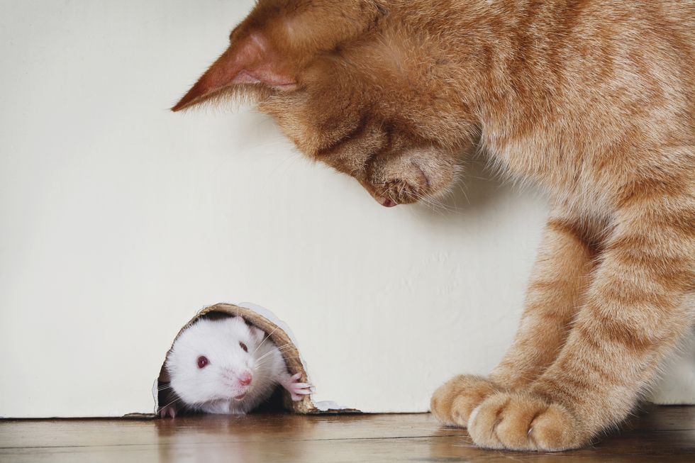 cat standing over mouse peeking out of mouse hole