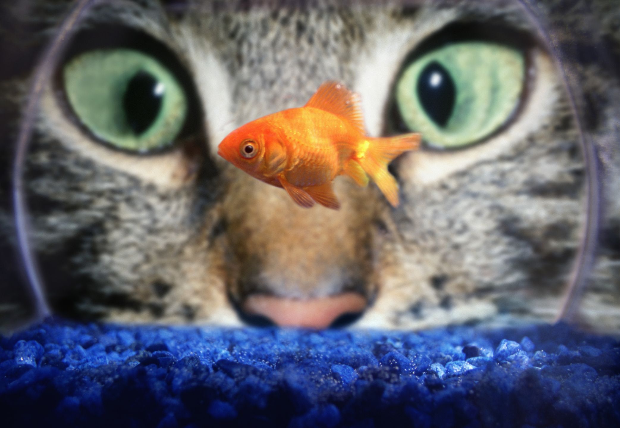 200+ Great Name Ideas for Your Pet Fish