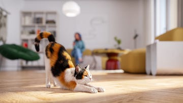 cat stretching