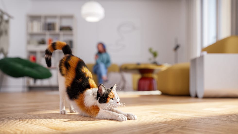 cat stretching