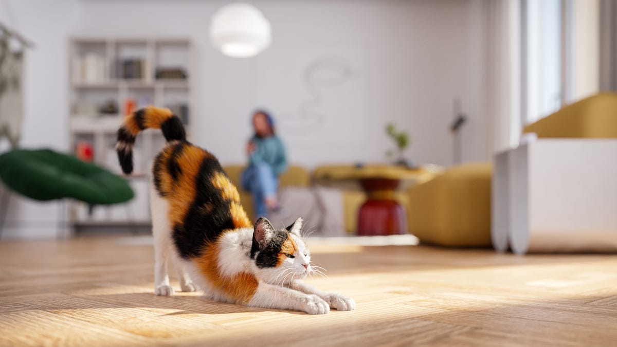 cat stretching