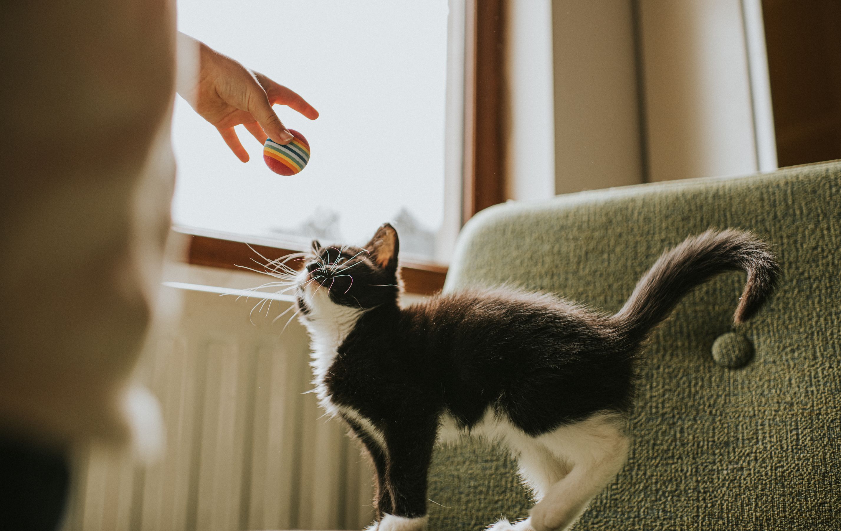 The 9 Best Interactive Cat Toys of 2024