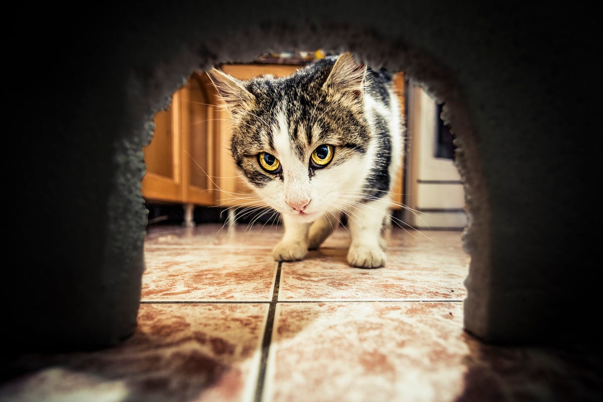 cat waiting for mouse