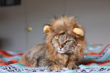 gato disfrazado de leon