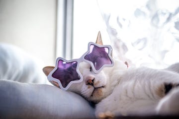 cat wearing star shape sunglasses