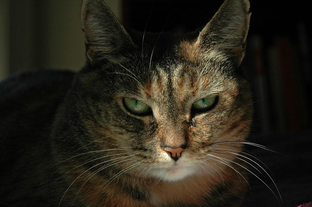 Net als mensen laten katten met behulp van gezichtsuitdrukkingen weten hoe ze zich voelen