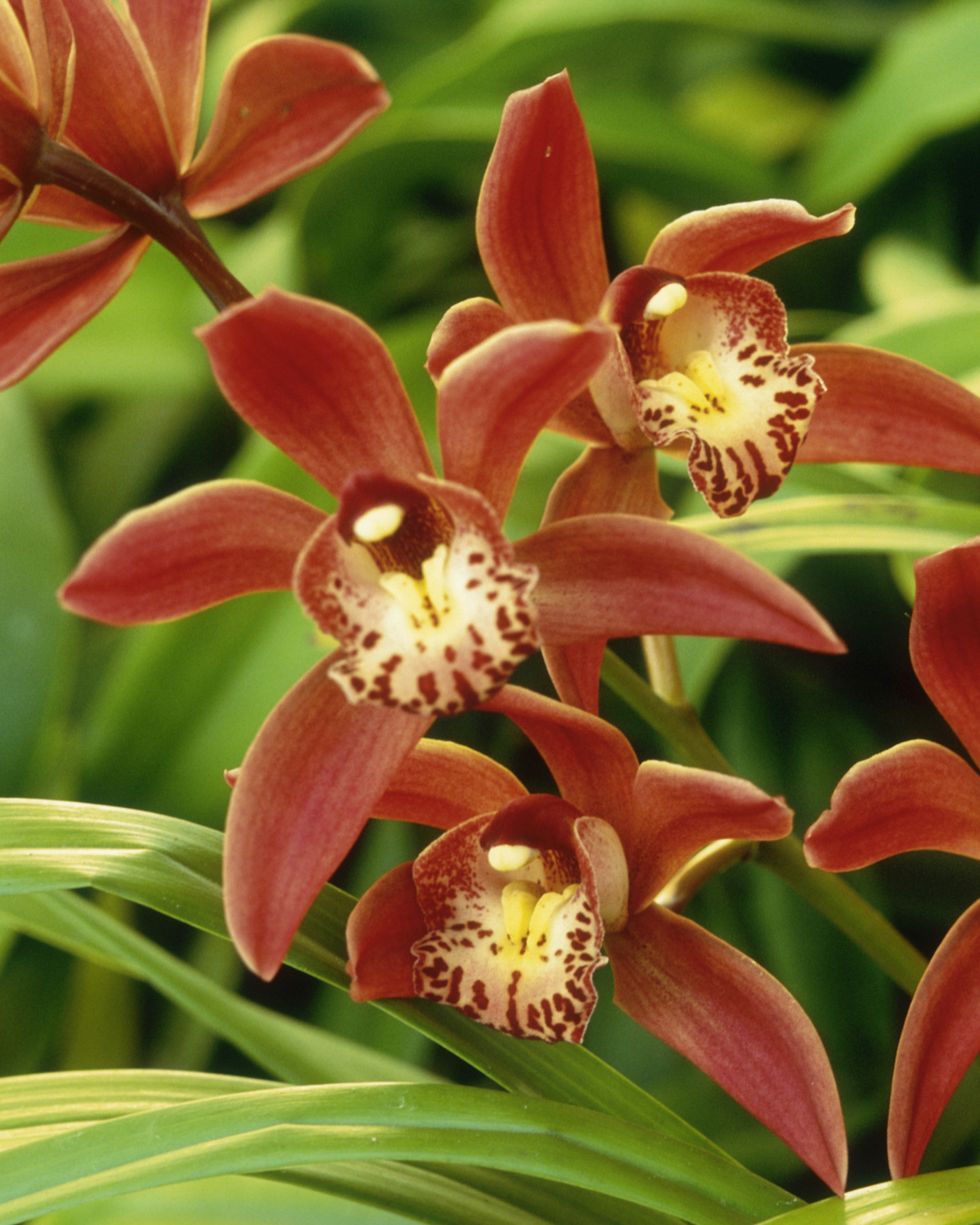 red and yellow catasetum orchids