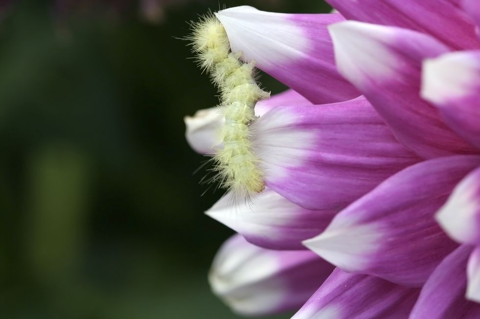 Caterpillar on a flower