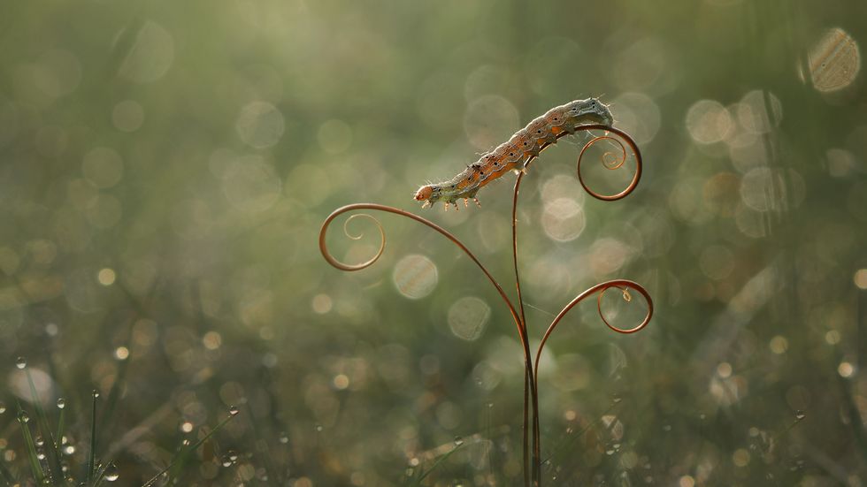 caterpillar on the stalk