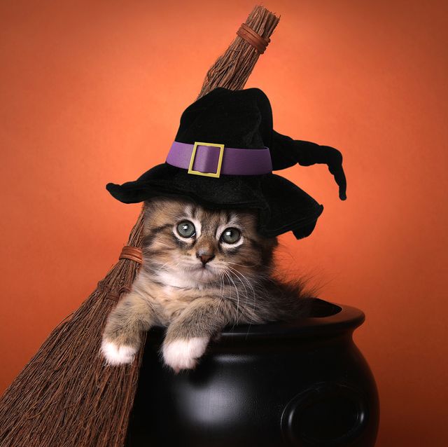 best halloween costumes for cats