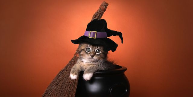 40 Best Halloween Costumes For Cats 2024 — Best Cat Costumes