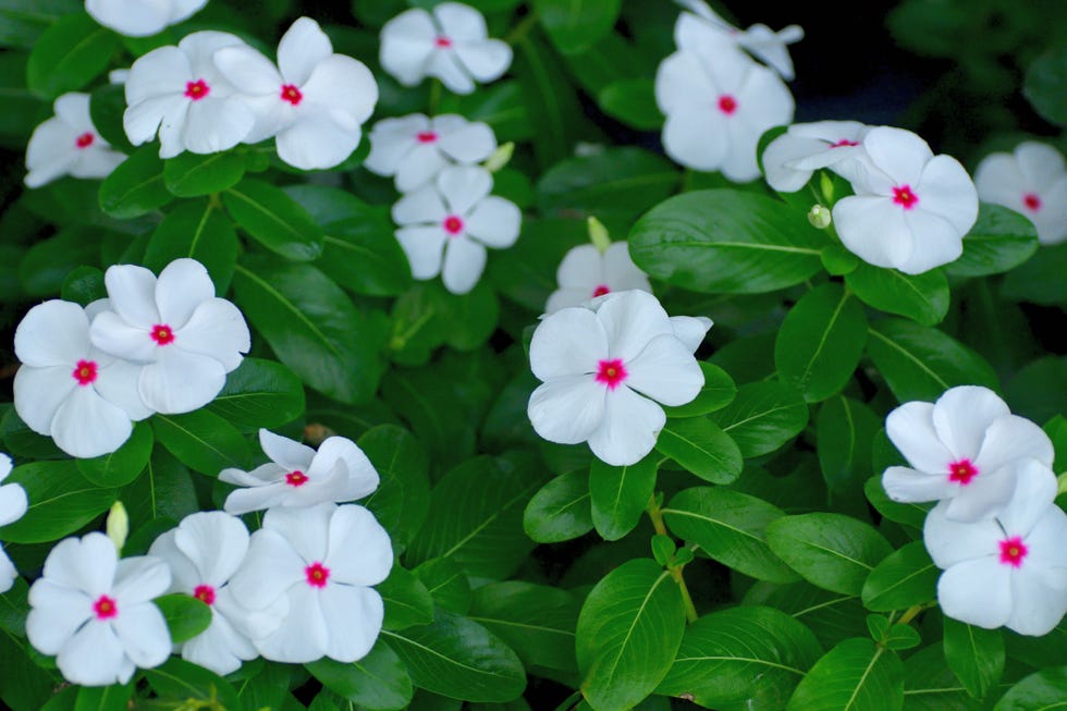 periwinkle rose genus madagascar periwinkle annual vinca