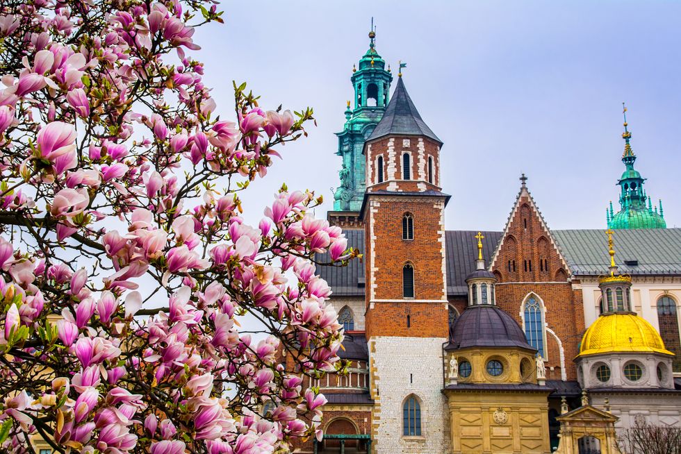 cathedral of st stanislaw and st vaclav and royal castle on the wawel hill, krakow, poland with magnolia blossoms in the foreground