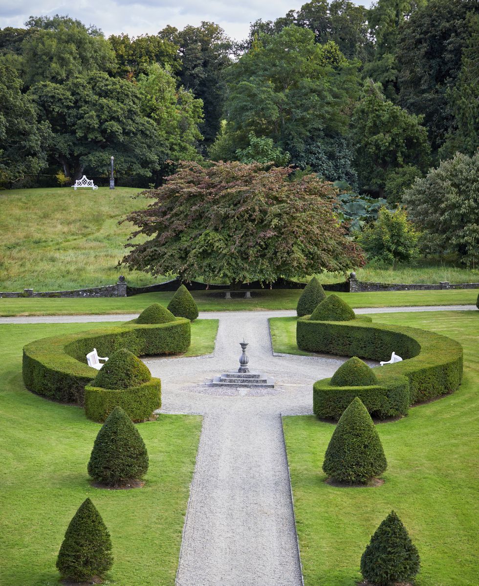 ireland’s glin castle\, owned by landscape designer catherine fitzgerald a persian ironwood parrotia persica forms the central axis of the garden planted by catherine’s grandmother in the 1930s, it is one of the first things to come into leaf and among the earliest to color in autumn