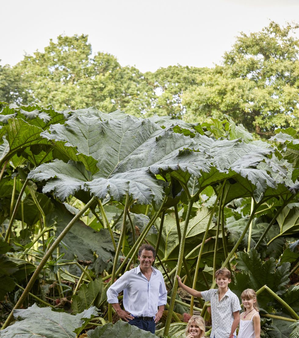 ireland’s glin castle\, owned by landscape designer catherine fitzgerald dominic, catherine, francis 14, and christabel are dwarfed by a giant gunnera planted by catherine’s grandmother, veronica