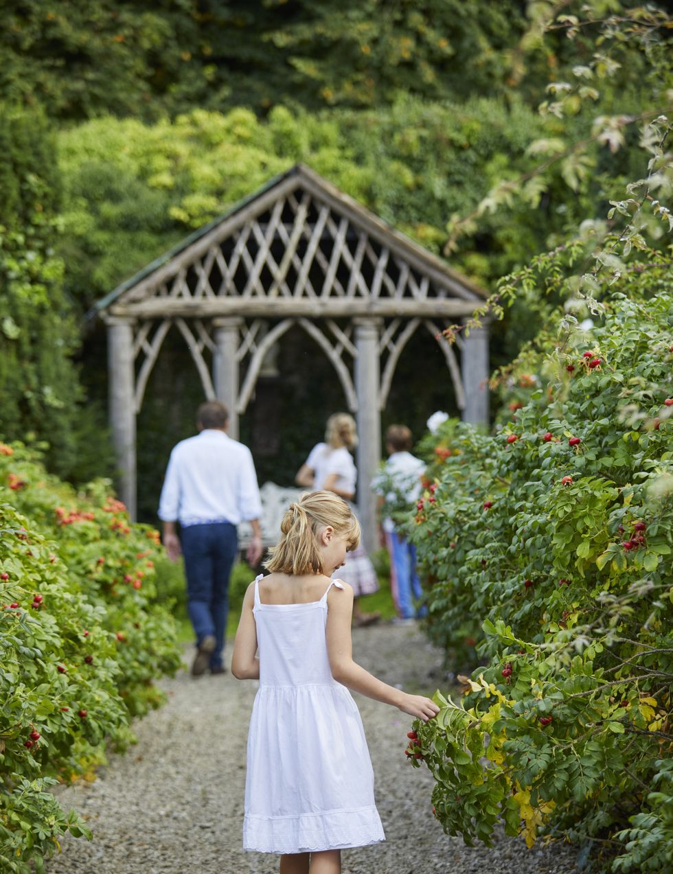 ireland’s glin castle\, owned by landscape designer catherine fitzgerald christabel 10 picks a rugosa rose growing along a path the temple was constructed from pine trees harvested from the estate by tom ward, olda and desmond’s gardener