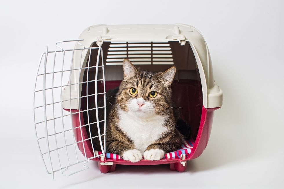 the options for pet care while you are on holiday from boarding to pet sitting