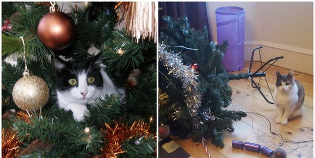 How to Keep Your Cat from Climbing Your Christmas Tree