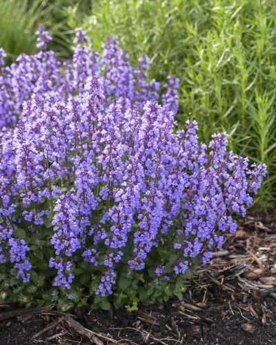 blue flowers catmint