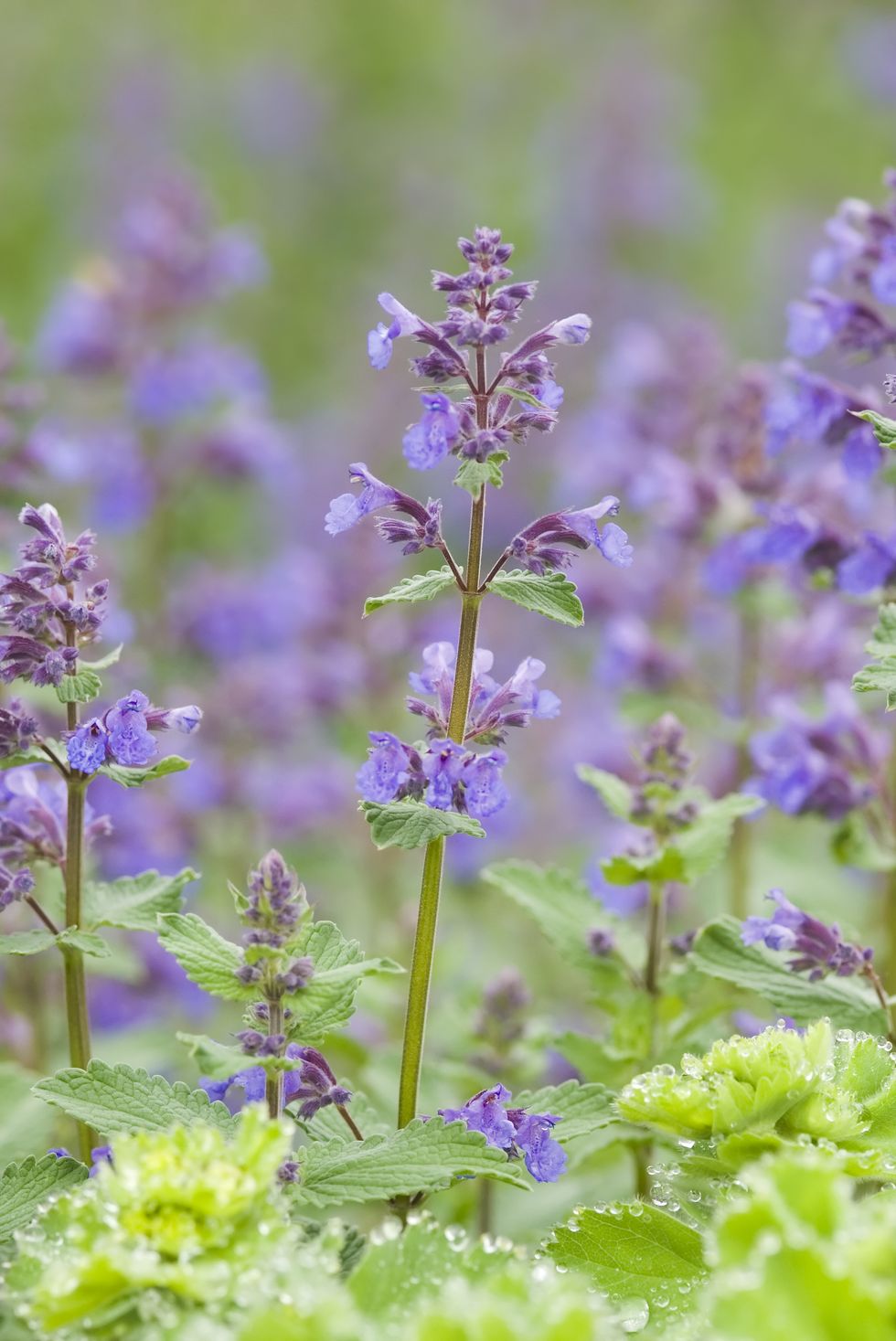catmint / catnip, nepeta racemosa 'walker's low' ii